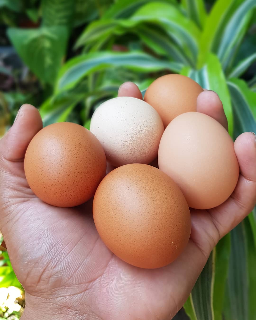 cascaras-de-huevo-para-tu-jardin